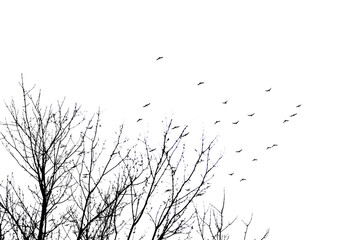 Flock of native birds flying in the sky, on transparent background. PNG file with copy space.