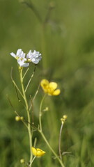 Delicate Blooms in a Verdant Meadow: Two delicate white flowers stand tall against a backdrop of verdant green foliage, their petals unfurling in the soft sunlight