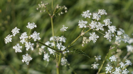 Wildflower Meadow: Delicate white flowers in a lush green field.  A close-up shot capturing the beauty of nature's details. 