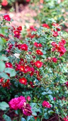 flower of Crimson Carpet of Roses 