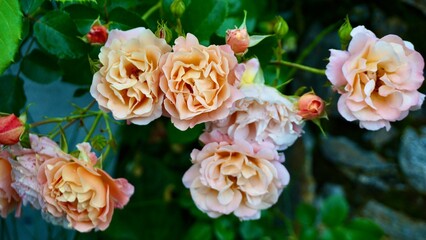 Peachy Blooms in Full Glory