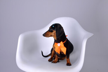 cachorro salsicha duchshund  fofo com laço de presente 