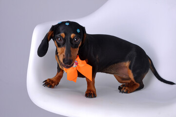 cachorro salsicha duchshund  fofo com laço de presente 