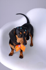 cachorro salsicha duchshund  fofo com laço de presente 