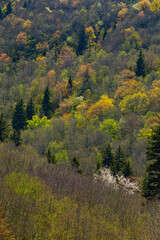 Blue Ridge Parkway in Spring