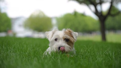 Happy dog playing with ball and lies on the grass and looking in camera. Close up footage