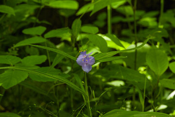 Wildflower in Greenbrier, Spring