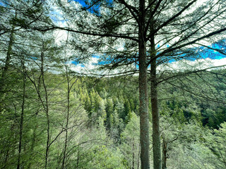 Overlook in the Forest