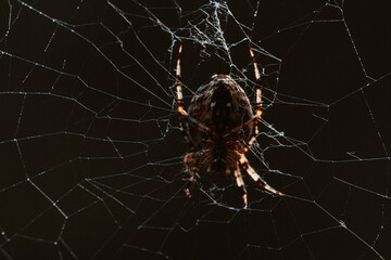 Spider on web in the dark, closeup, macro.