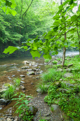 Obraz premium Little Pigeon River in the Great Smoky Mountains