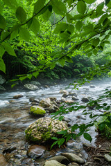 Little Pigeon River in the Great Smoky Mountains