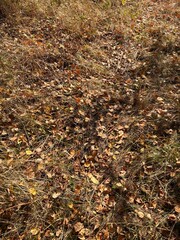 Autumn fallen yellow leaves lie on the green grass