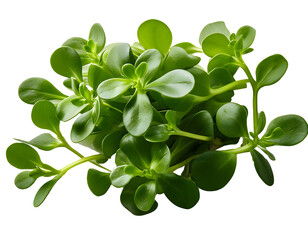 Close-up of a bunch of fresh purslane leaves. Transparent background.