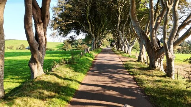 Woman walking a dog on the alley with beautiful high trees on sunny day. Drone footage along the famous Dark Hedges, Northern Ireland.