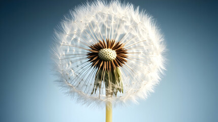 Obraz premium A Close-Up of a Dandelion's Seed Head Against a Blue Sky, Showing the Delicate Structure and Fluffy White Seeds, Ready to Be Carried Away by the Wind