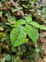 Drops on a leaf