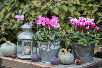 Garten-Arrangement mit pink Alpenveilchen in Zink-Töpfen, Kürbissen und Feigen