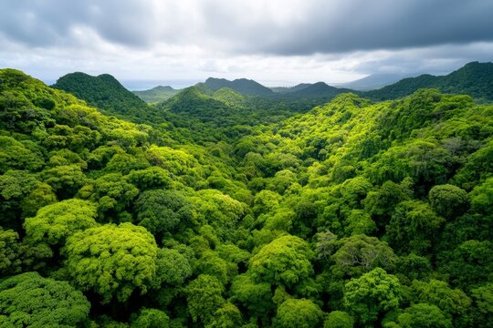 Trinidad and Tobago's lush Main Ridge Forest Reserve, the oldest legally protected forest reserve in the Western Hemisphere