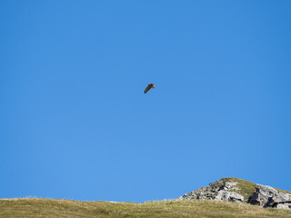 oiseau de proie plane au dessus des alpages à la recherche de proies, ailes déployées