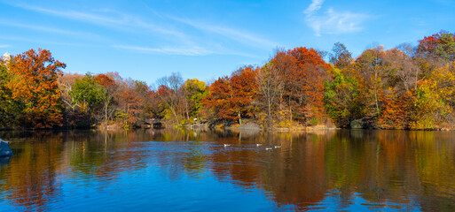 Park autumn scenic fall. Central park in autumn. Autumn landscape with duck in pond. Fall nature landscape. Beautiful pond in Central Park. Autumn nature duck. Seasonal fall landscape. Panoramic view
