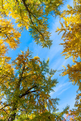 Tree top in autumn. Tree in the fall forest. Beauty of nature. Autumn background landscape. Yellow color foliage in fall forest. Autumn nature scene. Forest tree top. Sweater weather