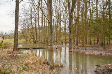Flooding around trees in the forest of a stream by the dams of a beaver, beaver dam in Germany
