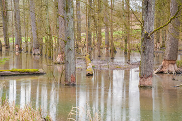 Flooding around trees in the forest of a stream by the dams of a beaver, beaver dam in Germany © GrebnerFotografie
