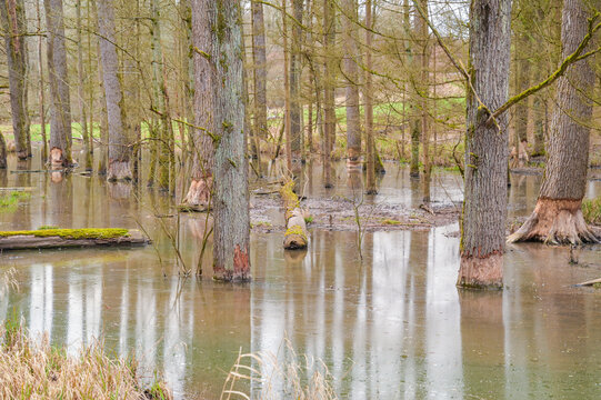 Flooding around trees in the forest of a stream by the dams of a beaver, beaver dam in Germany