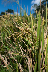 Close-up to rice ear of paddy. Golden rice field and ear of rice
