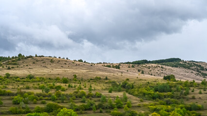 Fototapeta premium trees in region country
