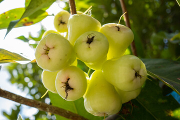 Homegrown, organic water apples in fruit orchard. Close-up of wax apple