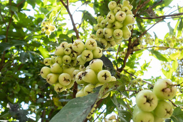 A bunch of water apples grow well on a tree