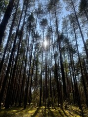 Fototapeta premium forest in autumn