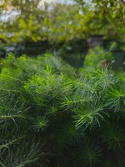close up of a pine tree