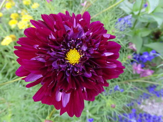 lila Blume