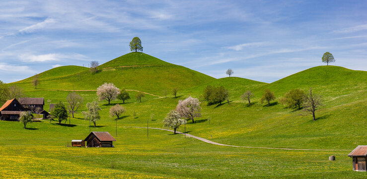 Panorama of Drumlin hills with single tree on each top under blue sky in summer