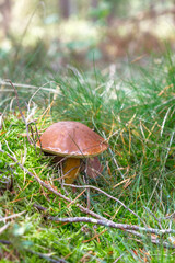 Wild Mushrooms in a Forest Setting