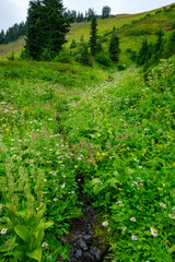 Masses of wildflowers line small creek along Damfino Lakes trail