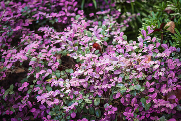 Purple and Green Leaves Shrubs Bushes at Natural Beautiful Outdoor Japanese Garden in Shah Alam Malaysia