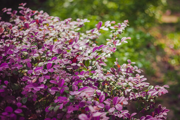 Purple and Green Leaves Shrubs Bushes at Natural Beautiful Outdoor Japanese Garden in Shah Alam Malaysia