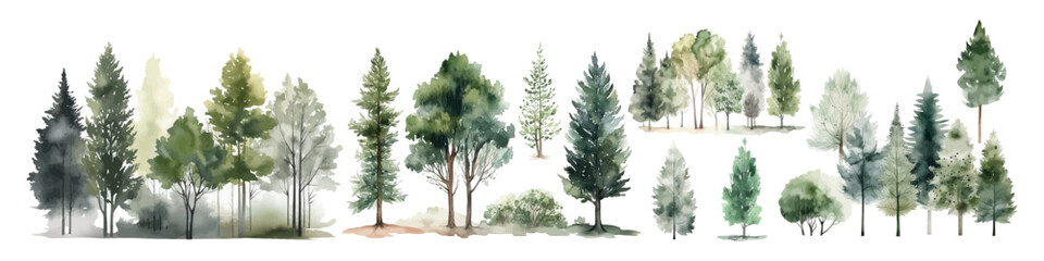 Watercolor tree vector collection. Forest illustration element. Woodland pine trees.