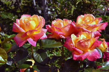 pink and yellow roses