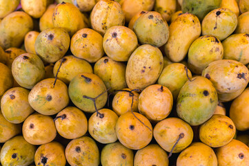 Mango Fruit, Pile of Green Yellow Mango. Lots of ripe colorful mangoes