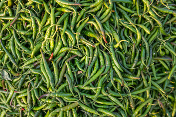 Pile of fresh raw green chili. Background of green chilli peppers