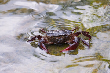 close up of a crab