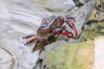 crab on the rock