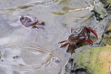close up of a crab