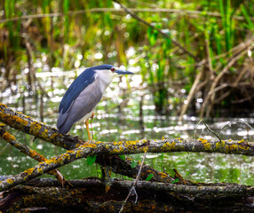 Black-crowned night heron sitting on a fallen tree