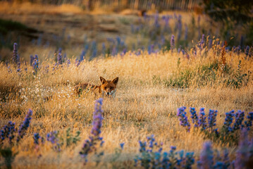Fox in long grass