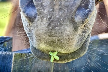 Lucky, four leaf clover, horse